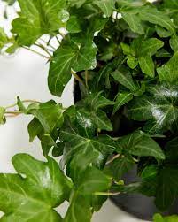 Ivy Plant Seed Set | Grow Lush, Evergreen Greenery for Home & Garden