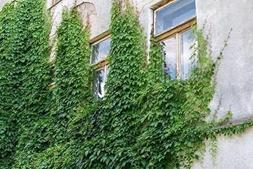 Ivy Plant Seeds for Lush, Verdant Greenery