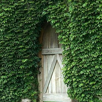 Ivy Plant Seeds for Lush, Verdant Greenery