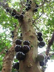 Jaboticaba Fruit Seeds