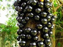 Jaboticaba Fruit Seeds