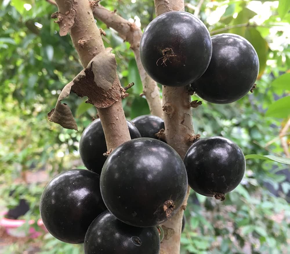 Jaboticaba (Myrciaria Cauliflora) Fruit Seeds for Planting