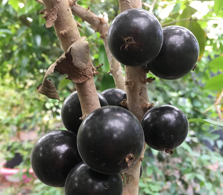 Jaboticaba (Myrciaria Cauliflora) Fruit Seeds for Planting