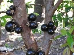 Jaboticaba (Myrciaria Cauliflora) Fruit Seeds for Planting