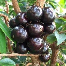 Jabuticaba Fruit Seeds for Planting