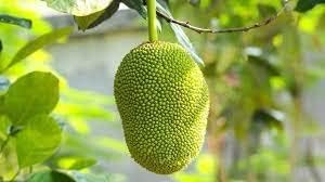 Jackfruit Seeds for Planting