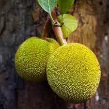 Jackfruit Seeds for Planting