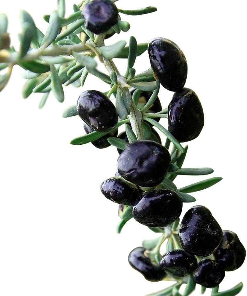 Jamaica Cherry Fruit Seeds for Planting