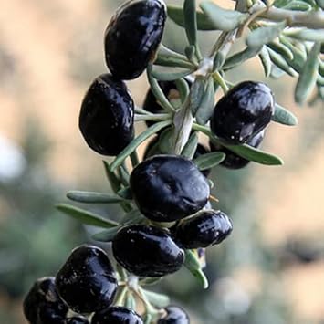 Jamaica Cherry Fruit Seeds for Planting