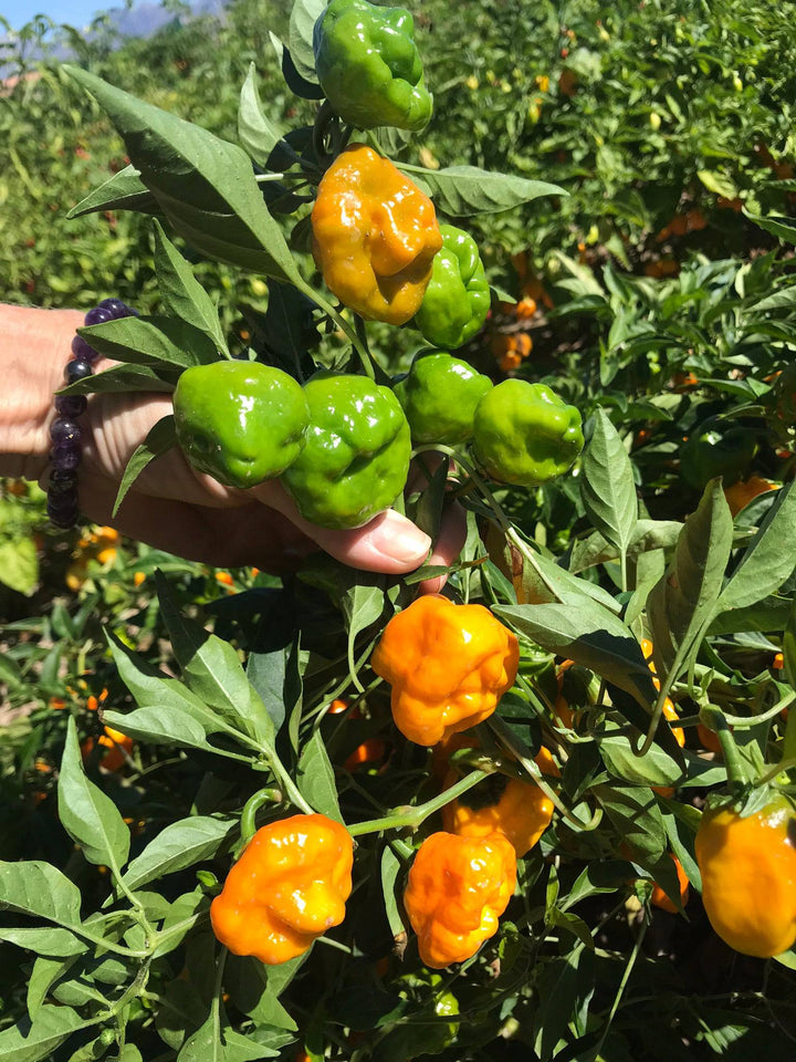 Heirloom Yellow Jamaicano Pepper Seeds for Planting – Non-GMO, High Germination, Aromatic Spice Seeds