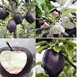 Japanese Black Persimmon Rare Fruit Tree Seeds for Planting