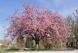 Japanese Flowering Cherry (Prunus serrulata) Seeds for Planting