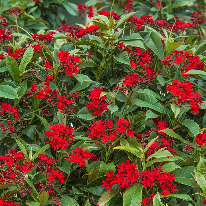 Heirloom Jatropha Flower Seeds, Non-GMO Tropical Blooms for Butterfly-Friendly Garden Planting