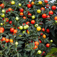 Jerusalem Cherry Fruit Seeds
