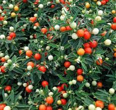 Jerusalem Cherry Fruit Seeds