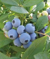 Jewel Blueberries Fruit Seeds for Planting