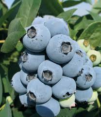Jewel Blueberries Fruit Seeds for Planting