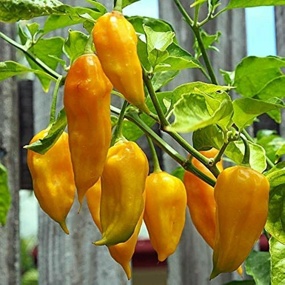 Yellow Ghost Pepper Chili Vegetable Seeds for Planting,heirloom & Non-GMO Seeds