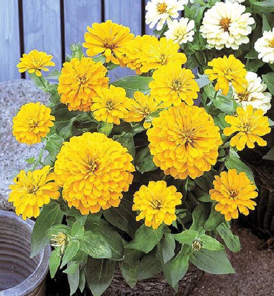 Mørkegule Zinnia blomsterfrø til plantning - 100 stk