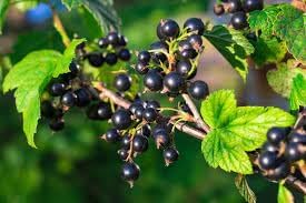 Johannisbeere Fruit Seeds for Planting