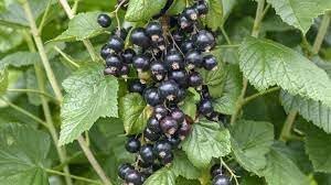 Johannisbeere Fruit Seeds for Planting