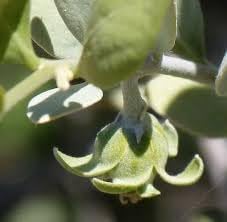 Jojoba Simmondsia Seeds