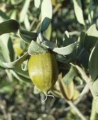 Jojoba Simmondsia Seeds