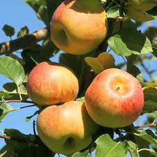 Jonagold Apple Fruit Seeds for Planting