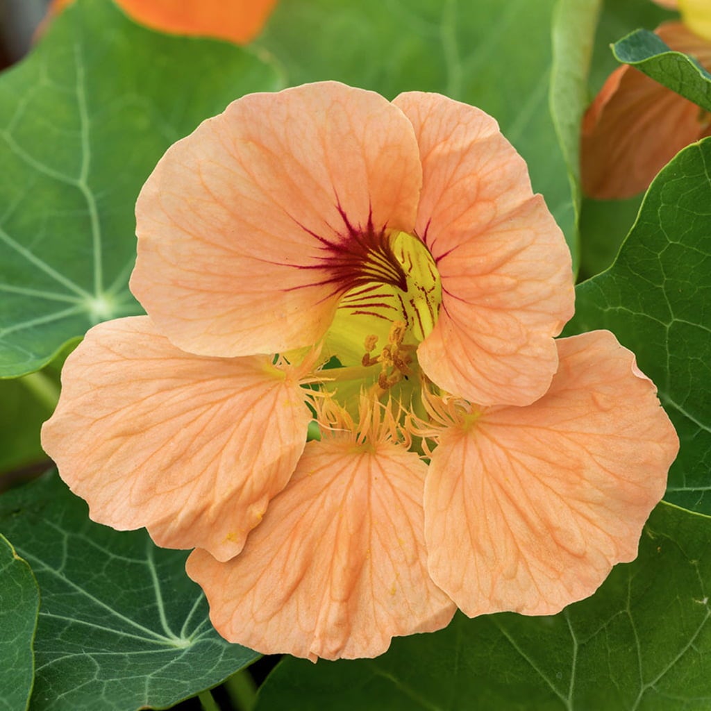 Peach Tropaeolum Majus Flower Seeds - 100 pcs