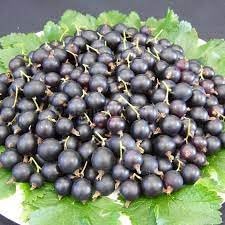 Jostaberry Fruit Seeds for Planting