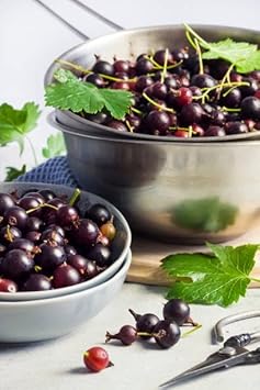 Jostaberry Fruit Seeds for Planting