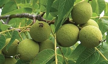 Juglans Hindsii Seeds