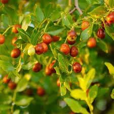 Jujuba Fruit Seeds for Planting | Heirloom Non-GMO Organic Seeds for Sweet, Nutritious Garden Fruits