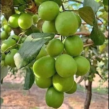 Jujube Apple Grafted Fruit Seeds for Planting