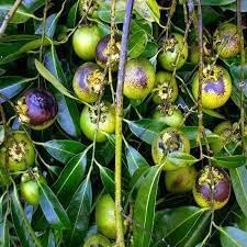 Jujube Zizyphus Fruit Seeds for Planting