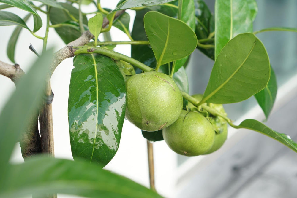Jujube Zizyphus Fruit Seeds for Planting