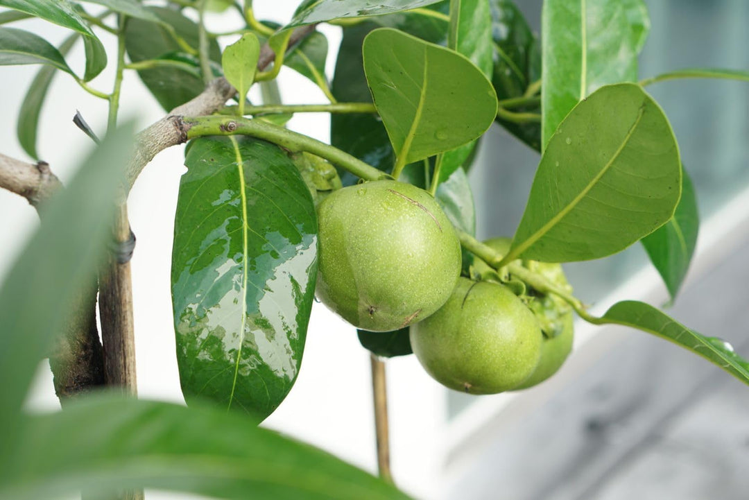 Jujube Zizyphus Fruit Seeds for Planting