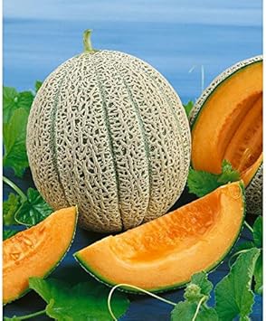Jumbo Cantaloupe Fruit Seeds for Planting | Heirloom Non-GMO Organic Seeds for Giant, Juicy Melons
