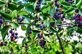 Juneberry Seeds