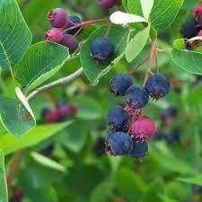 Juneberry Seeds