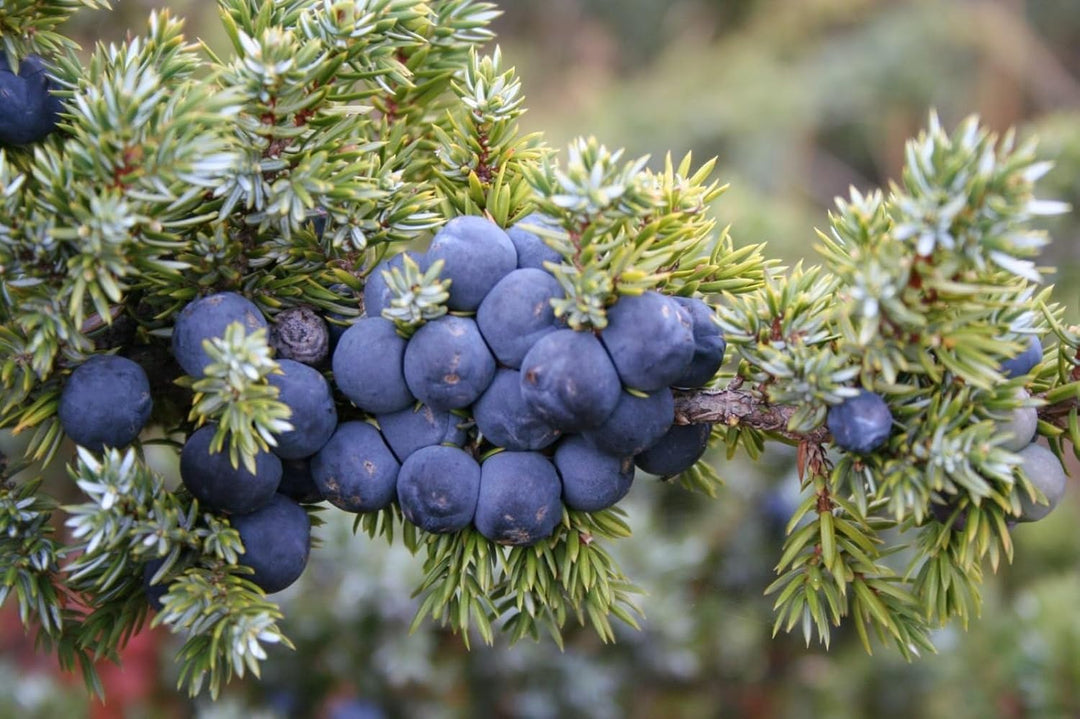 Juniper Fruit Seed Set for Planting | Heirloom Non-GMO Organic Garden Seeds for Unique Flavorful Fruits