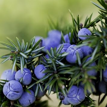 Juniper Fruit Seed Set for Planting | Heirloom Non-GMO Organic Garden Seeds for Unique Flavorful Fruits