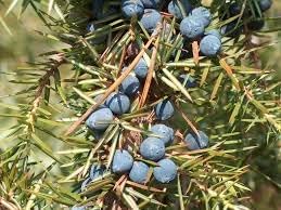 Juniper Fruit Seeds for Planting | Heirloom Non-GMO Organic Seeds for Growing Berry-Producing Juniper Trees