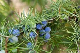 Juniper Fruit Seeds for Planting | Heirloom Non-GMO Organic Seeds for Growing Berry-Producing Juniper Trees