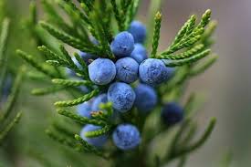 Juniperus Berry Fruit Seeds for Planting