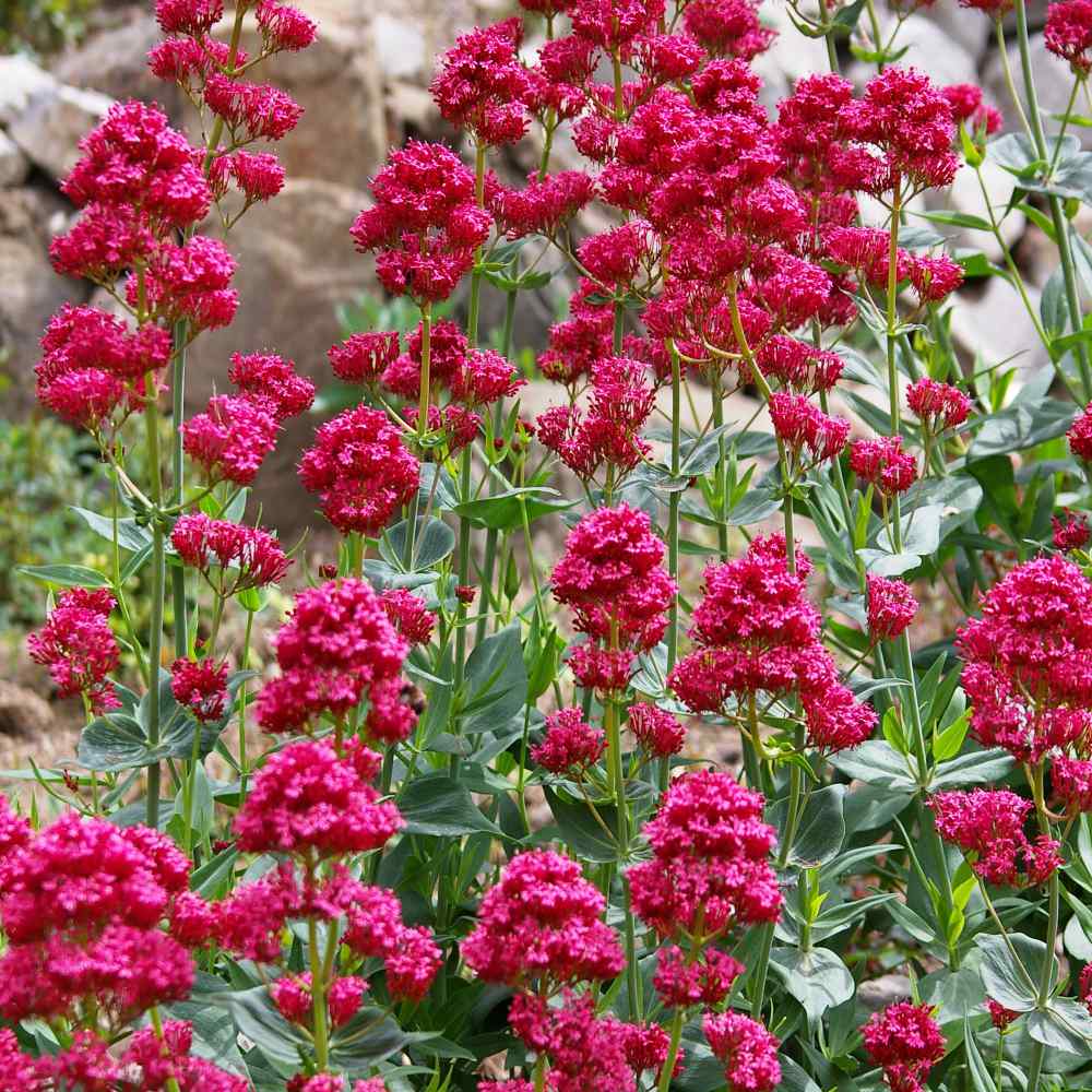 Heirloom Jupiter's Beard Flower Seeds – Non-GMO Seeds for Beautiful Garden Planting