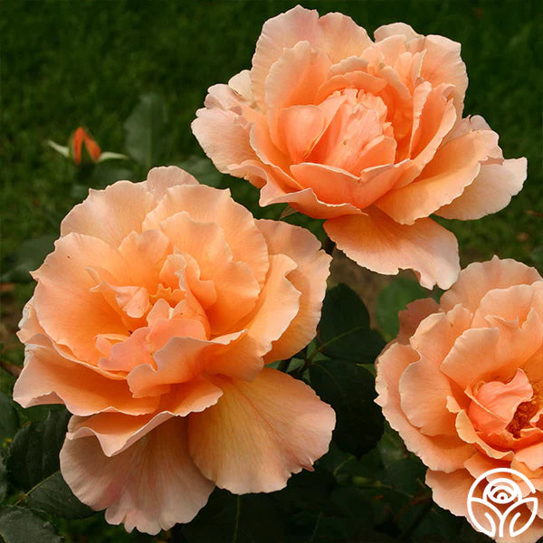 Orange Joey Hybrid Tea Rose Seeds for Planting - 100 pcs