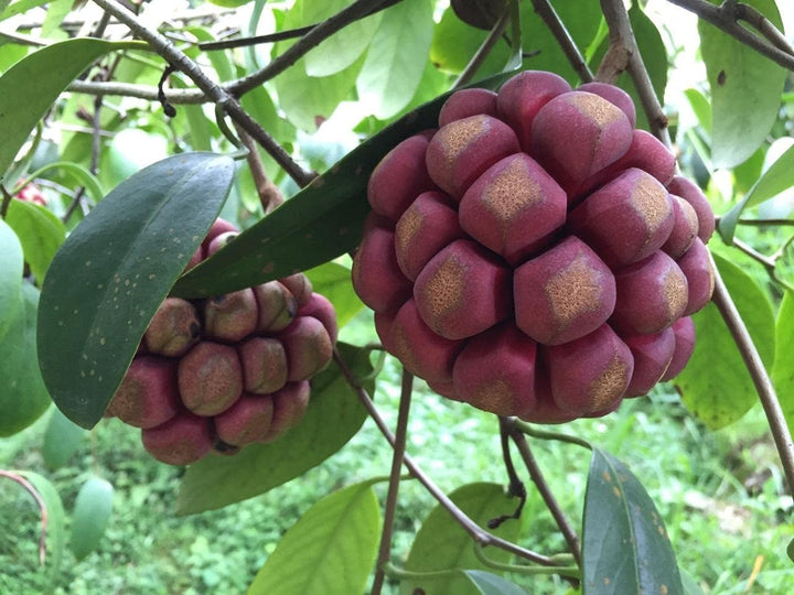 Kadsura Coccinea Fruit Seeds