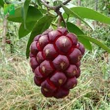 Kadsura Coccinea Fruit Seeds
