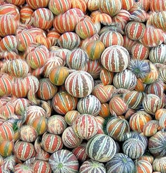 Kajari Melon Seeds